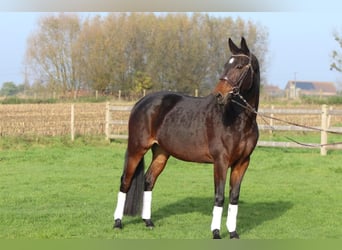 Belgisch Warmbloed, Merrie, 10 Jaar, 168 cm, Zwartbruin