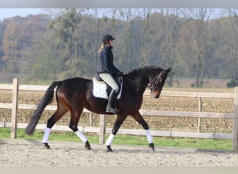 Belgisch Warmbloed, Merrie, 10 Jaar, 168 cm, Zwartbruin