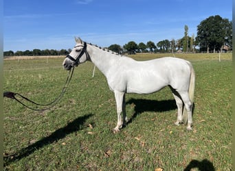 Belgisch Warmbloed, Merrie, 11 Jaar, 160 cm, Schimmel
