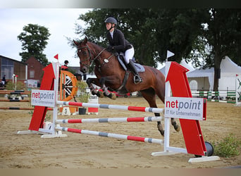 Belgisch Warmbloed, Merrie, 11 Jaar, 162 cm, Bruin