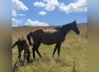 Belgisch Warmbloed, Merrie, 11 Jaar, 165 cm, Bruin