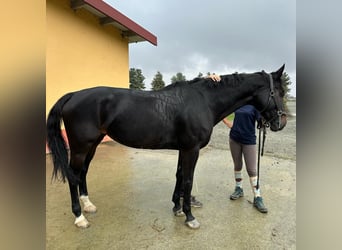 Belgisch Warmbloed, Merrie, 11 Jaar, 166 cm