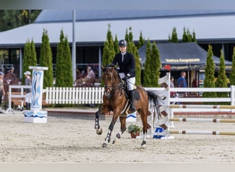 Belgisch Warmbloed, Merrie, 11 Jaar, 168 cm, Roodbruin