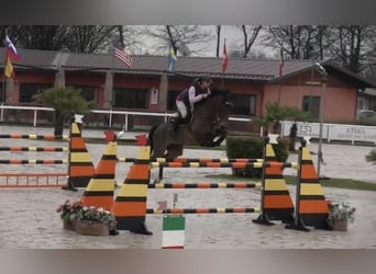 Belgisch Warmbloed, Merrie, 11 Jaar, 171 cm