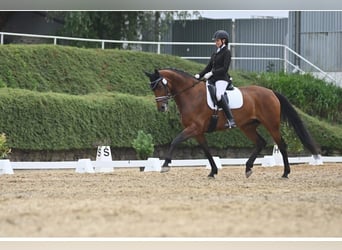 Belgisch Warmbloed, Merrie, 11 Jaar, 176 cm, Donkerbruin