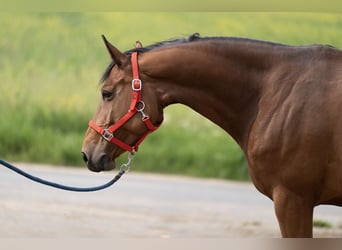 Belgisch Warmbloed, Merrie, 11 Jaar, Roodbruin