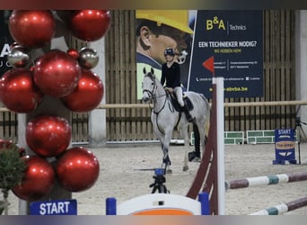 Belgisch Warmbloed, Merrie, 12 Jaar, 164 cm, Schimmel