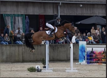 Belgisch Warmbloed, Merrie, 12 Jaar, 165 cm, Roodbruin