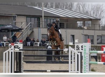 Belgisch Warmbloed, Merrie, 12 Jaar, 165 cm, Roodbruin