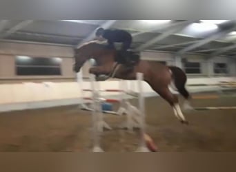 Belgisch Warmbloed, Merrie, 12 Jaar, 166 cm, Vos