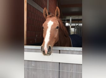 Belgisch Warmbloed, Merrie, 12 Jaar, 166 cm, Vos