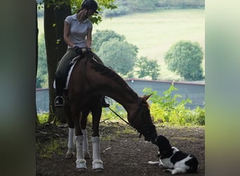 Belgisch Warmbloed, Merrie, 12 Jaar, 168 cm, Donkere-vos