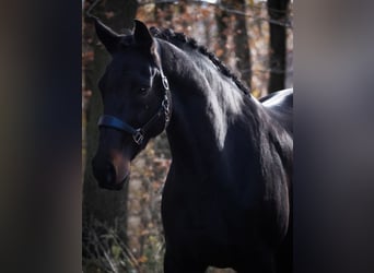 Belgisch Warmbloed, Merrie, 12 Jaar, 170 cm, Zwartbruin