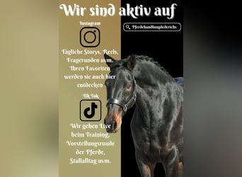 Belgisch Warmbloed, Merrie, 12 Jaar, 170 cm, Zwartbruin