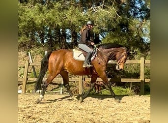 Belgisch Warmbloed, Merrie, 12 Jaar, 175 cm, Bruin