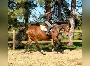 Belgisch Warmbloed, Merrie, 12 Jaar, 175 cm, Bruin