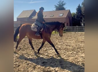 Belgisch Warmbloed, Merrie, 12 Jaar, 175 cm, Bruin