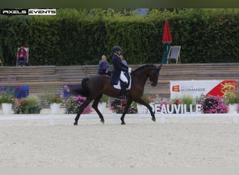 Belgisch Warmbloed, Merrie, 12 Jaar, 175 cm, Zwartbruin