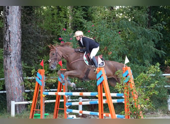 Belgisch Warmbloed, Merrie, 12 Jaar, 178 cm, Vos