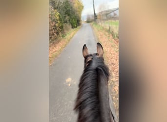 Belgisch Warmbloed, Merrie, 13 Jaar, 165 cm, Donkerbruin