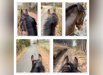 Belgisch Warmbloed, Merrie, 13 Jaar, 165 cm, Donkerbruin