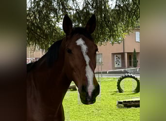 Belgisch Warmbloed, Merrie, 13 Jaar, 168 cm, Bruin