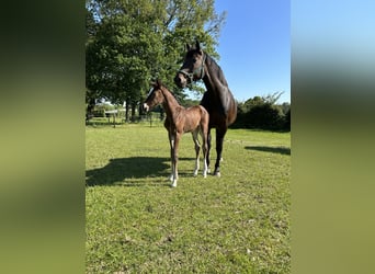 Belgisch Warmbloed, Merrie, 13 Jaar, 168 cm, Zwartbruin