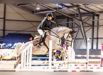 Belgisch Warmbloed, Merrie, 13 Jaar, 169 cm, Vliegenschimmel