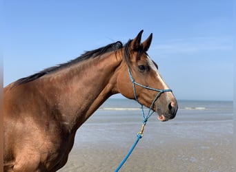 Belgisch Warmbloed, Merrie, 13 Jaar, 171 cm, Roodbruin