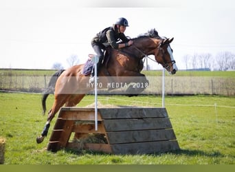 Belgisch Warmbloed, Merrie, 13 Jaar, 171 cm, Roodbruin