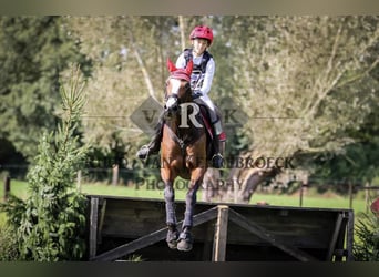 Belgisch Warmbloed, Merrie, 13 Jaar, 171 cm, Roodbruin