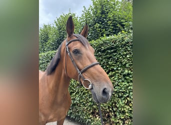 Belgisch Warmbloed, Merrie, 13 Jaar, 172 cm, Bruin
