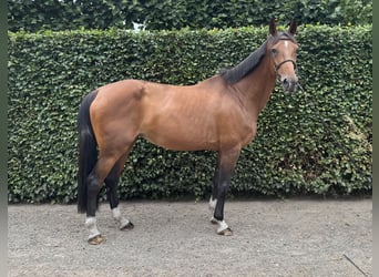 Belgisch Warmbloed, Merrie, 13 Jaar, 172 cm, Bruin