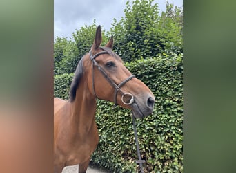 Belgisch Warmbloed, Merrie, 13 Jaar, 172 cm, Bruin