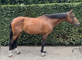 Belgisch Warmbloed, Merrie, 13 Jaar, 172 cm, Bruin