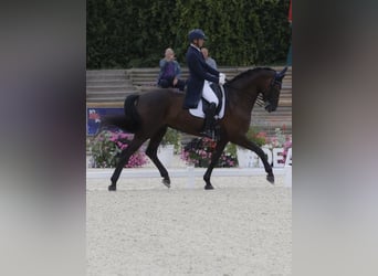 Belgisch Warmbloed, Merrie, 13 Jaar, 175 cm, Zwartbruin