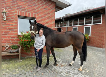 Belgisch Warmbloed, Merrie, 13 Jaar, Bruin