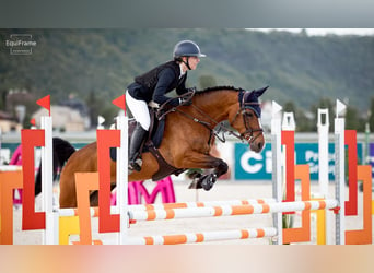 Belgisch Warmbloed, Merrie, 14 Jaar, 148 cm, Bruin