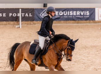 Belgisch Warmbloed, Merrie, 14 Jaar, 148 cm, Bruin