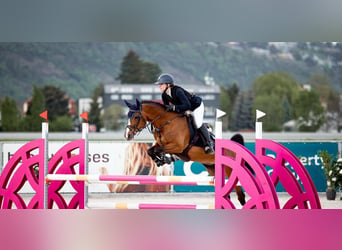 Belgisch Warmbloed, Merrie, 14 Jaar, 148 cm, Bruin