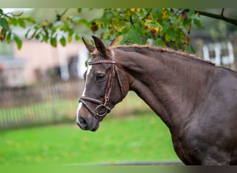 Belgisch Warmbloed, Merrie, 14 Jaar, 148 cm, Donkere-vos