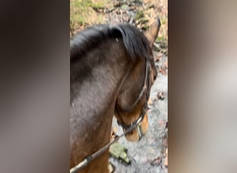 Belgisch Warmbloed, Merrie, 14 Jaar, 160 cm, Donkerbruin