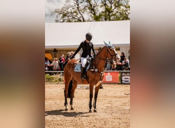 Belgisch Warmbloed, Merrie, 14 Jaar, 164 cm, Bruin