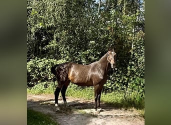 Belgisch Warmbloed, Merrie, 14 Jaar, 172 cm, Donkerbruin