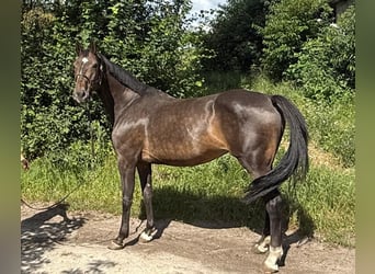 Belgisch Warmbloed, Merrie, 14 Jaar, 172 cm, Donkerbruin