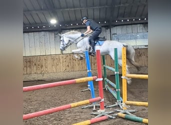 Belgisch Warmbloed, Merrie, 14 Jaar, 174 cm, Schimmel