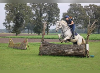 Belgisch Warmbloed, Merrie, 14 Jaar, 174 cm, Schimmel