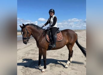 Belgisch Warmbloed, Merrie, 15 Jaar, 165 cm, Bruin