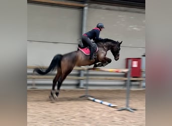 Belgisch Warmbloed, Merrie, 15 Jaar, Donkerbruin