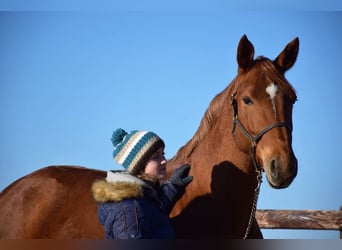 Belgisch Warmbloed, Merrie, 16 Jaar, 168 cm, Vos